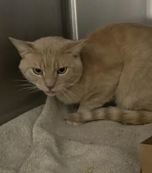 An adult small-sized male Domestic Short Hair cat named Diet Pepsi for adoption in Roseville, CA