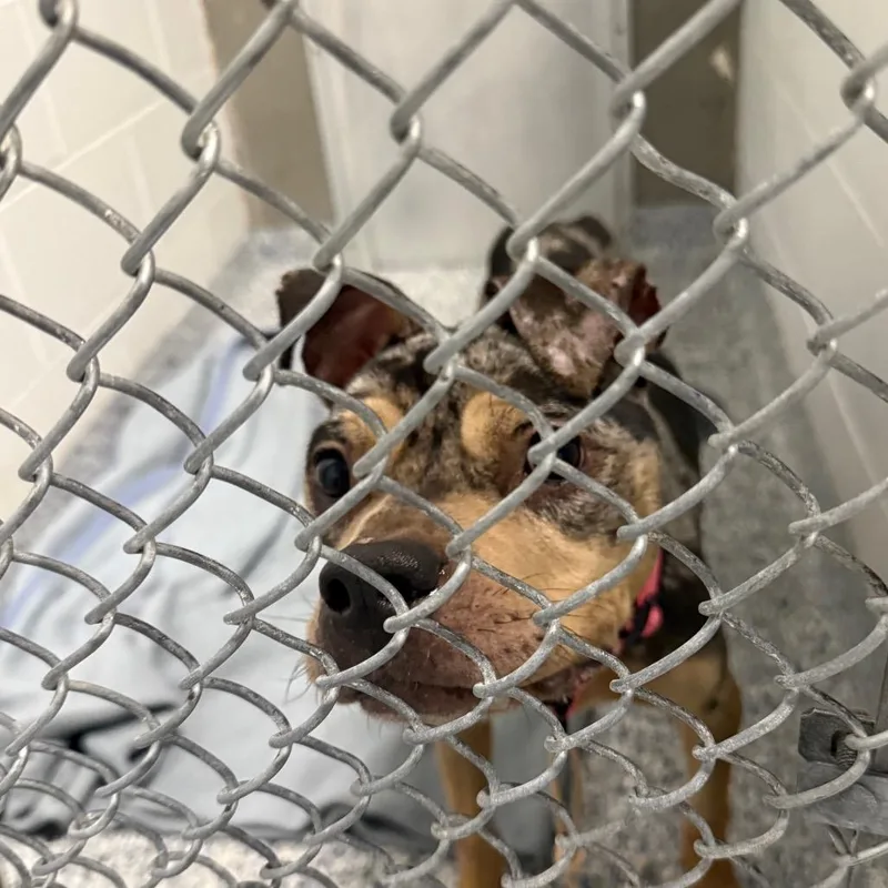 An adult medium-sized female Black Mixed Breed dog named Ash for adoption in Greenville, SC