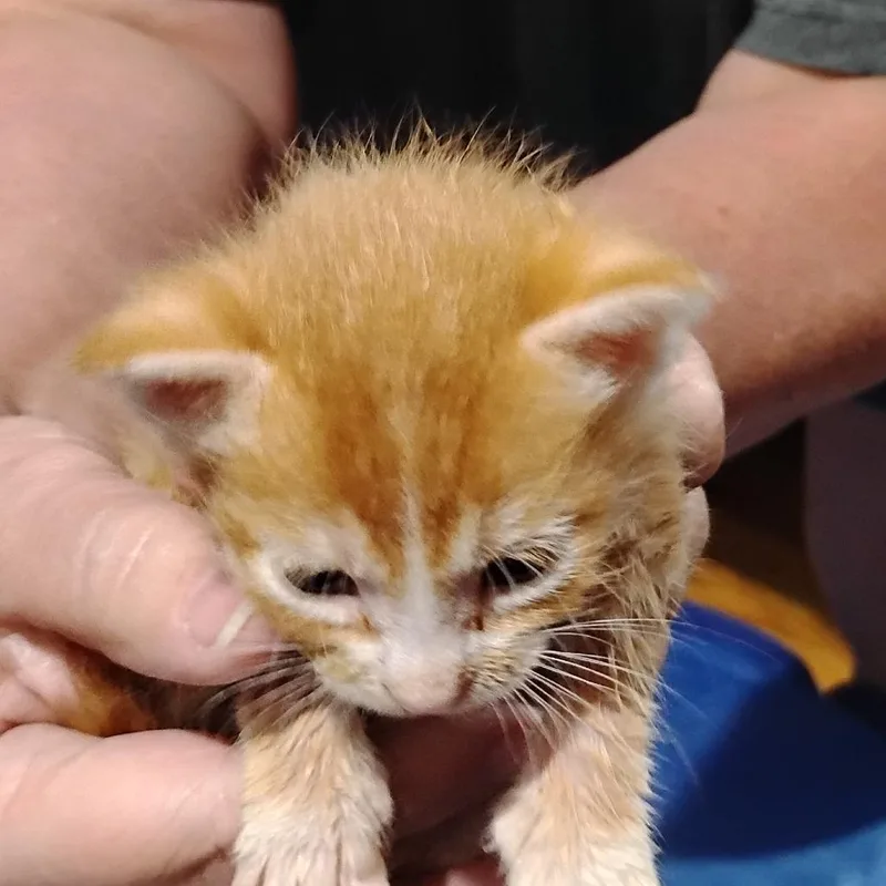A baby small-sized male Orange / Red Domestic Short Hair cat named Bandit for adoption in Grantsville, UT
