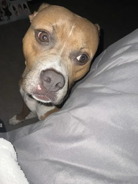 An adult medium-sized female Mixed Breed dog named Amy for adoption in New York, NY