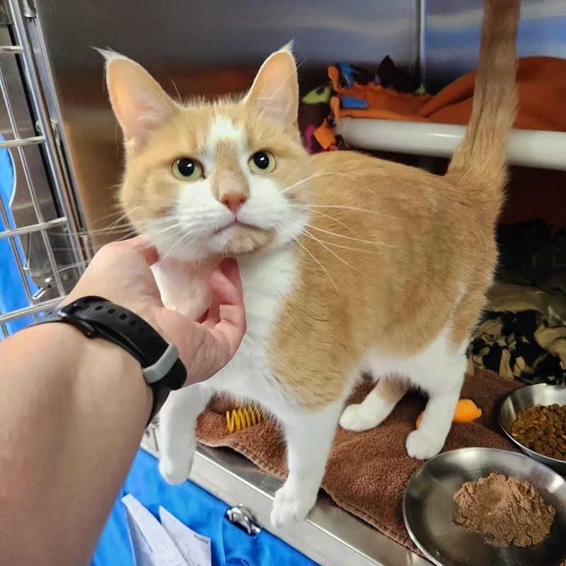 An adult medium-sized male Orange / Red Domestic Short Hair cat named Millie for adoption in Grand Rapids, MI