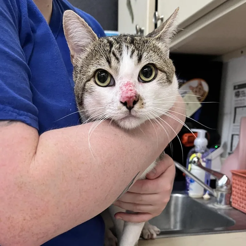 A young large-sized male White Domestic Short Hair cat named Poe for adoption in Ardmore, OK