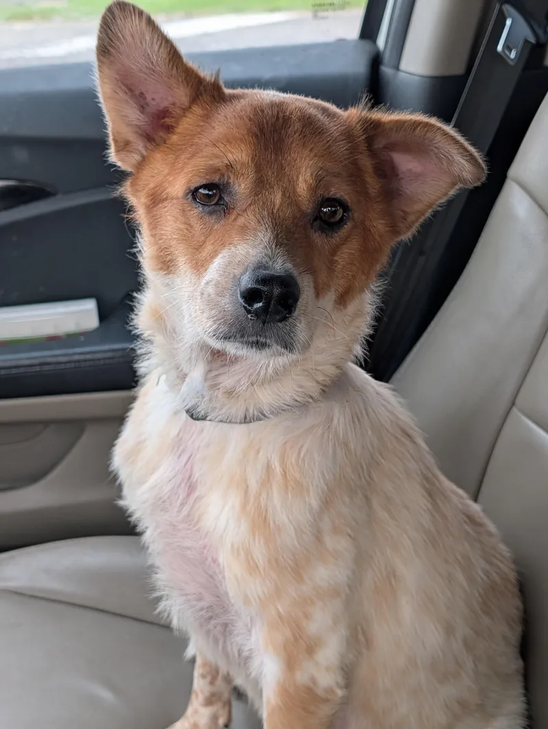 An adult medium-sized female Merle (Red) Australian Cattle Dog / Blue Heeler dog named Panda for adoption in Baton Rouge, LA