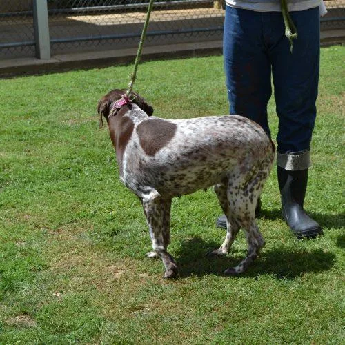 An adult medium-sized female Brown / Chocolate German Shorthaired Pointer dog named Bell Bottoms for adoption in Jackson, LA