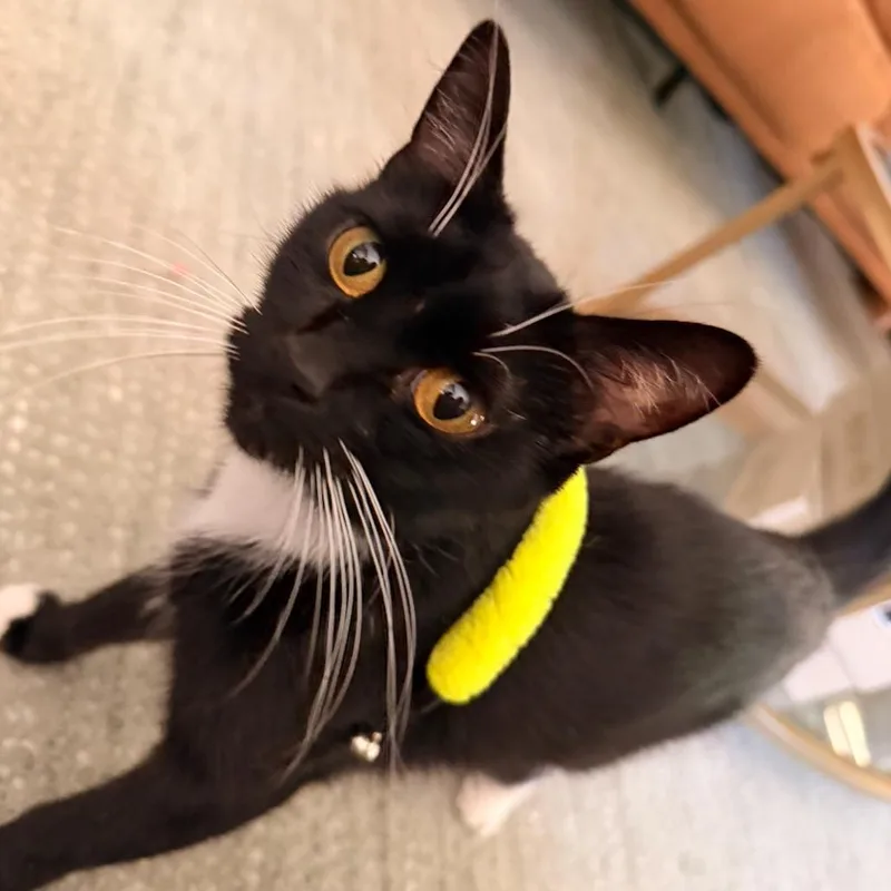 A young small-sized female Black Domestic Short Hair cat named Datootie for adoption in Grantsville, UT