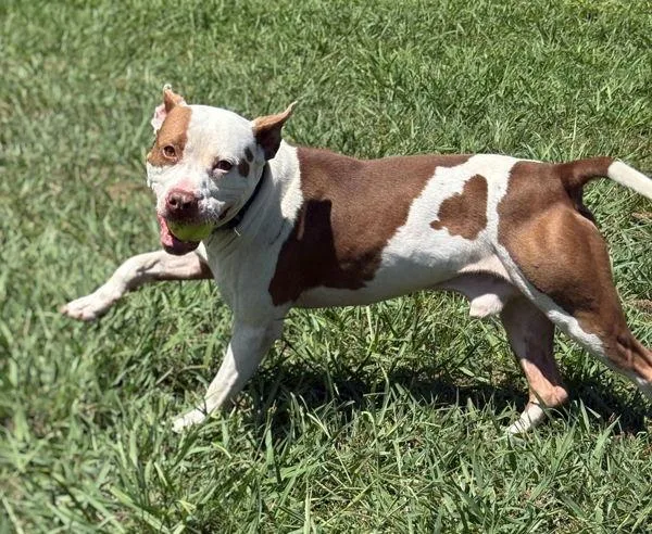 An adult large-sized male Pit Bull Terrier dog named Gus for adoption in Virginia Beach, VA