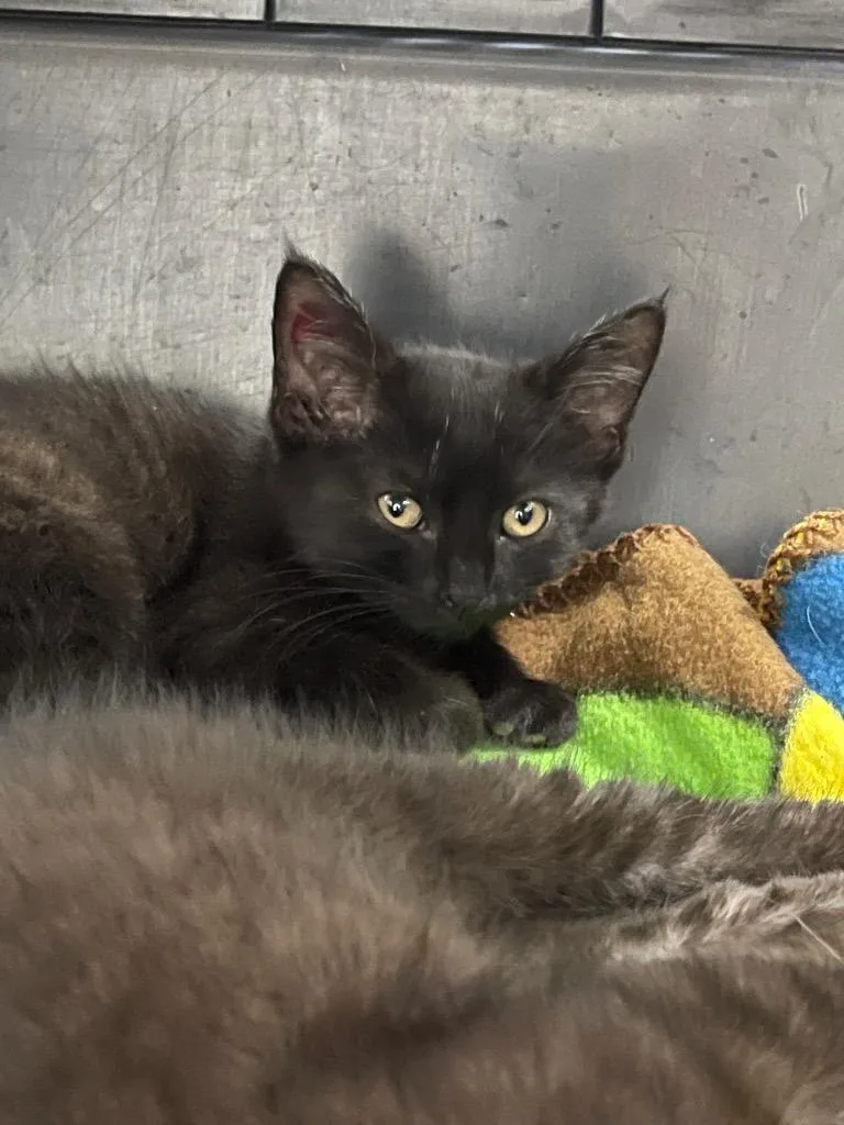 A baby small-sized female Domestic Short Hair cat named Cicada for adoption in Grants Pass, OR