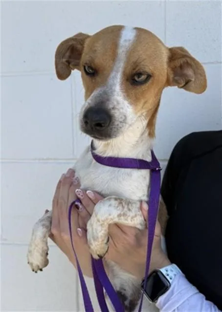 A young small-sized male Parson Russell Terrier dog named Mater for adoption in San Bernardino, CA