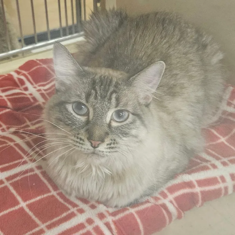 An adult small-sized male Siamese cat named Kai for adoption in Las Vegas, NV