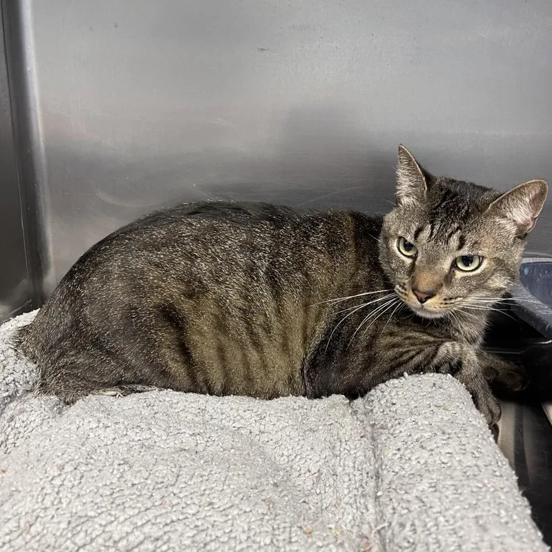 A senior small-sized female Brown / Chocolate Domestic Short Hair cat named Baby Girl for adoption in Casa Grande, AZ