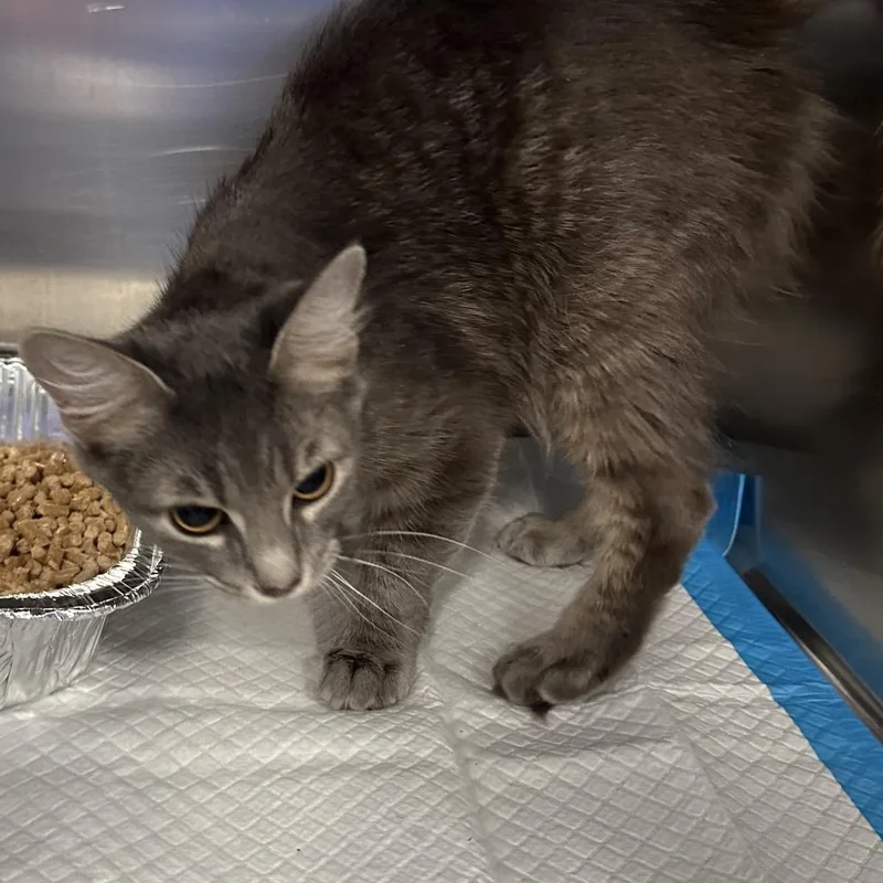 A young medium-sized female Gray / Blue / Silver Domestic Medium Hair cat named Sunkissed for adoption in Greensboro, NC