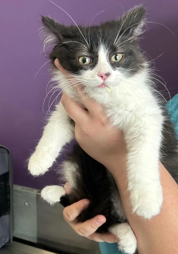 A baby small-sized female Domestic Short Hair cat named Solstice for adoption in Salt Lake City, UT