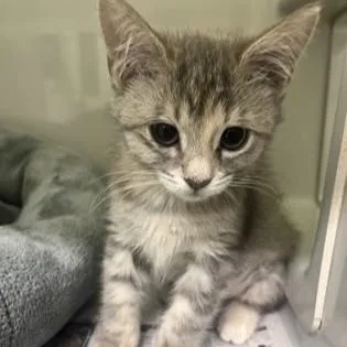 A baby medium-sized female Tabby (Gray / Blue / Silver) Domestic Short Hair cat named Melon for adoption in Phoenixville, PA