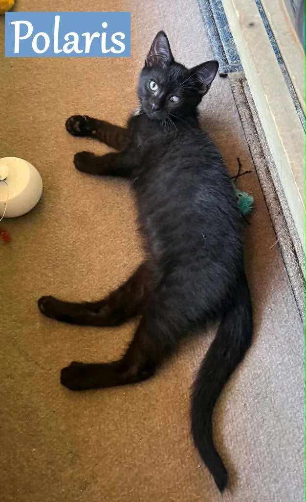 A baby medium-sized male Domestic Short Hair cat named Polaris for adoption in Hoover , AL