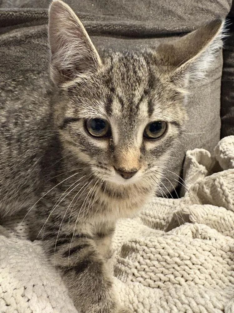 A baby small-sized female Domestic Short Hair cat named Annie for adoption in Wheaton, IL