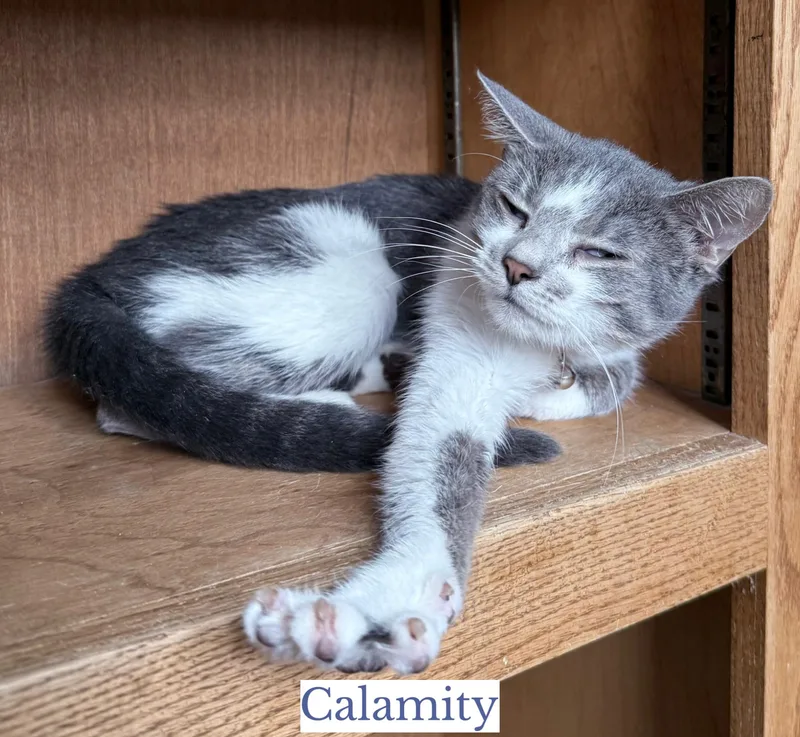 Calamity thumbnail 2