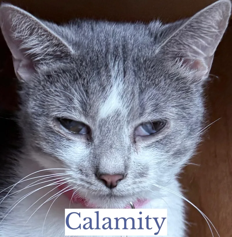 Calamity thumbnail 3