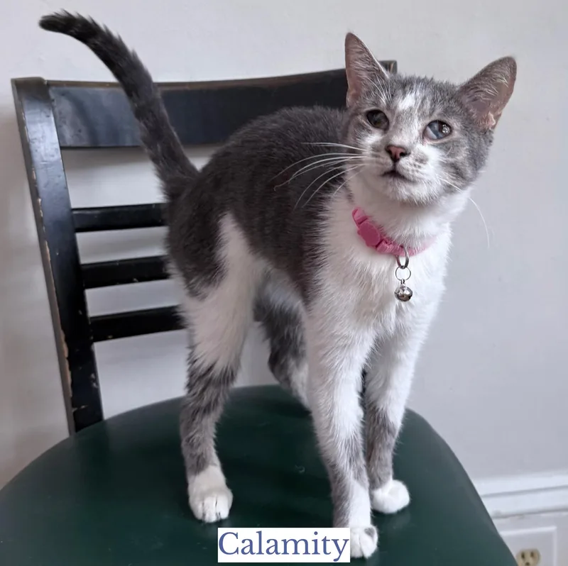 An adult medium-sized female Gray & White Domestic Short Hair cat named Calamity for adoption in Berkeley Springs, WV