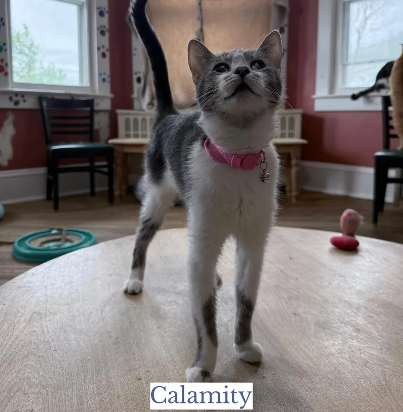 Calamity thumbnail 4