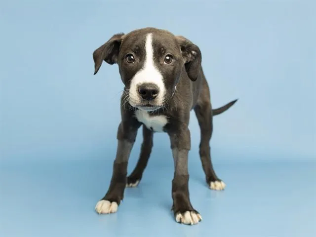 A baby small-sized female Pit Bull Terrier dog named Pixie for adoption in Phoenix, AZ
