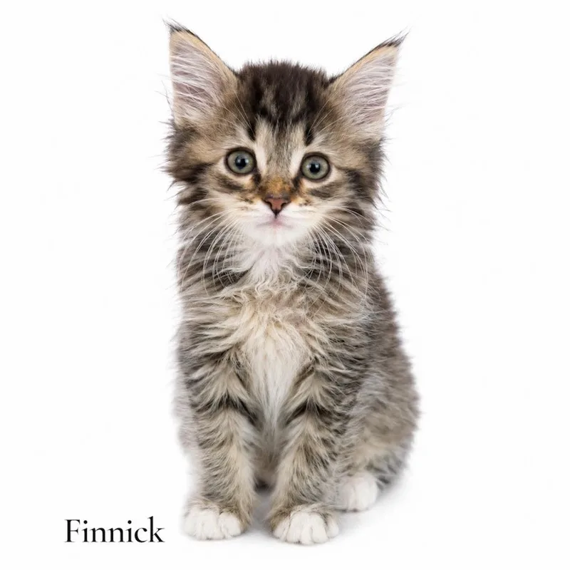 A baby medium-sized male Tabby (Brown / Chocolate) Domestic Long Hair cat named Finnick for adoption in Stevensville, MI