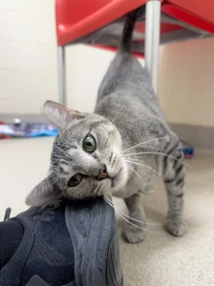 An adult medium-sized female Domestic Short Hair cat named Habanero for adoption in Vero Beach, FL