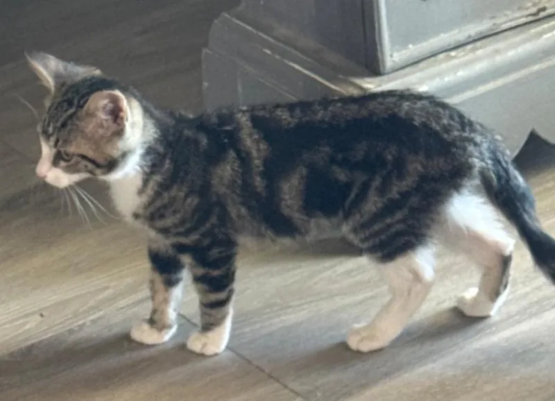 A baby large-sized female Domestic Short Hair cat named Sandy for adoption in San Jacinto, CA