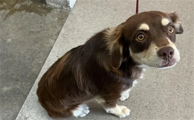 A young small-sized male Chihuahua dog named Rimba for adoption in San Bernardino, CA