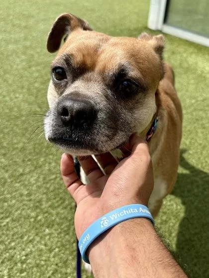An adult medium-sized male Yellow / Tan / Blond / Fawn Mixed Breed dog named Smoky for adoption in Wichita, KS
