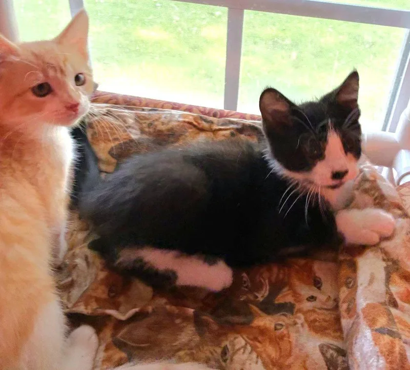 A baby medium-sized female Orange & White Domestic Short Hair cat named Wren and Wyatt for adoption in Shawnee, KS