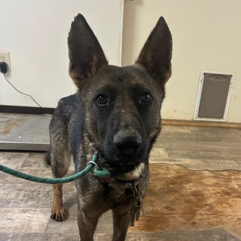 An adult large-sized female Black German Shepherd Dog dog named Karma for adoption in Hattiesburg, MS