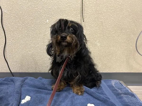A young small-sized female Dachshund dog named Maribelle for adoption in Oceanside, CA