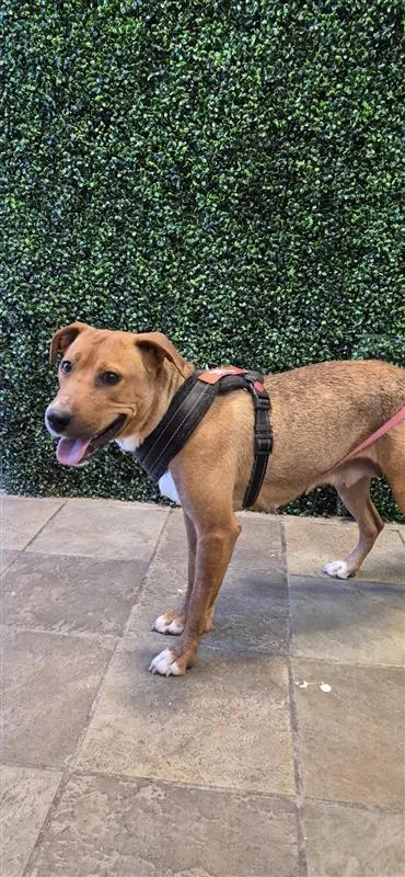 An adult medium-sized female Brown / Chocolate Mixed Breed dog named 61279125 for adoption in El Paso, TX