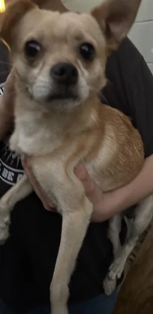 Archie