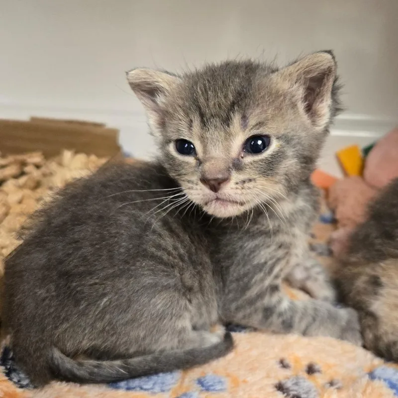 A baby small-sized female Gray / Blue / Silver Domestic Short Hair cat named Buttered Popcorn for adoption in Waukesha, WI