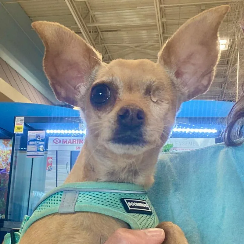 An adult small-sized female Brown / Chocolate Chihuahua dog named Winky for adoption in Las Vegas, NV