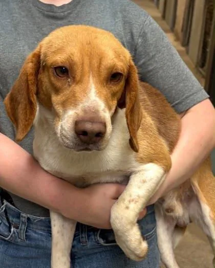 An adult small-sized male Beagle dog named Woodstock for adoption in Bowling Green, KY