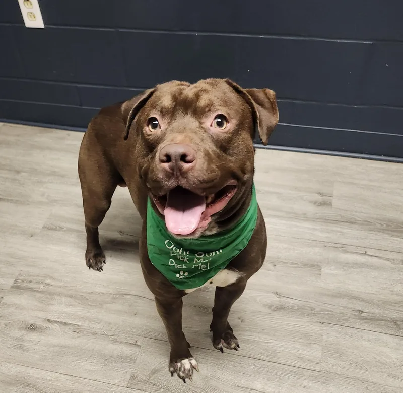 A young medium-sized male Brown / Chocolate Pit Bull Terrier dog named Kahlo for adoption in Mansfield, OH