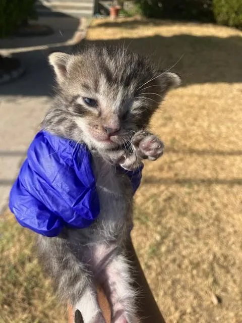 A baby small-sized female Domestic Short Hair cat named Tally for adoption in Dallas, TX