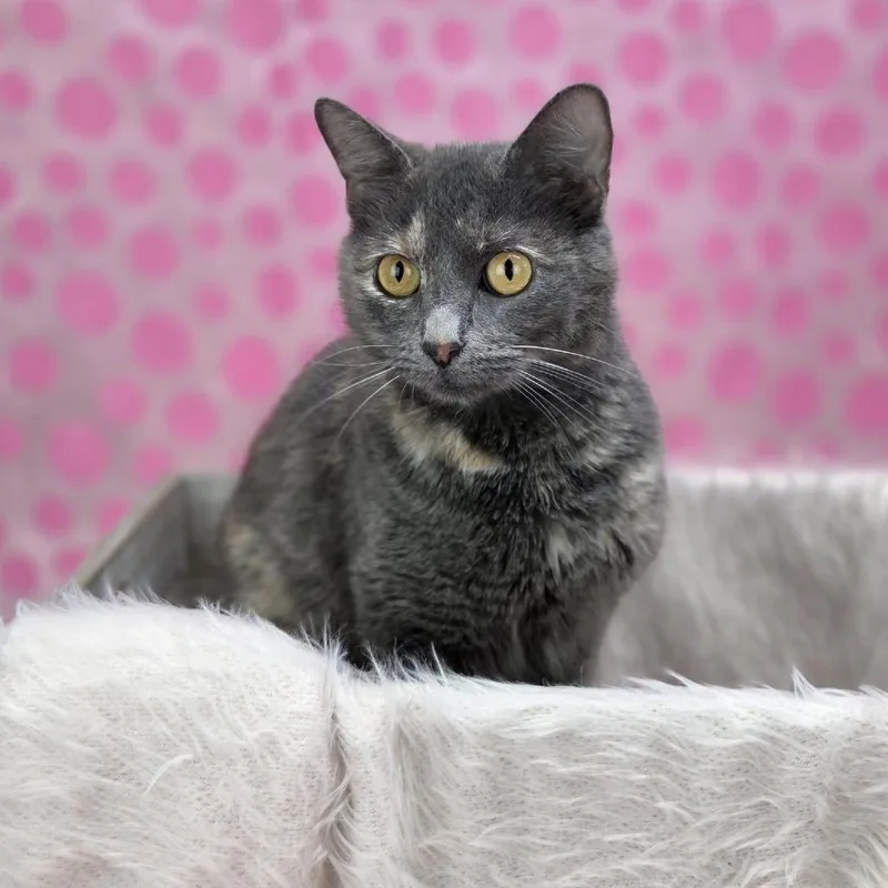 A young medium-sized female Tortoiseshell Domestic Short Hair cat named Lady Penelopec for adoption in East Saint Louis, IL