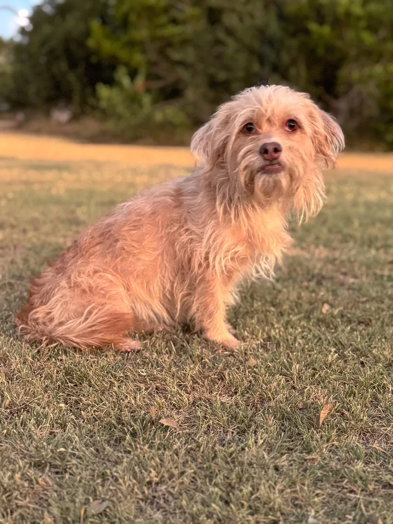 An adult small-sized female Terrier dog named Harper for adoption in Helotes, TX