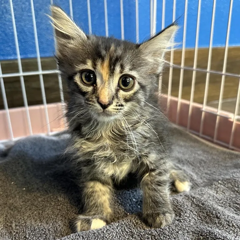 A baby small-sized female Tortoiseshell American Shorthair cat named Cherry for adoption in Yucaipa, CA