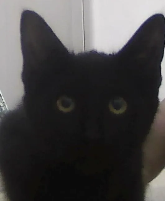 A baby small-sized male Black Domestic Short Hair cat named Brenden for adoption in Anoka, MN