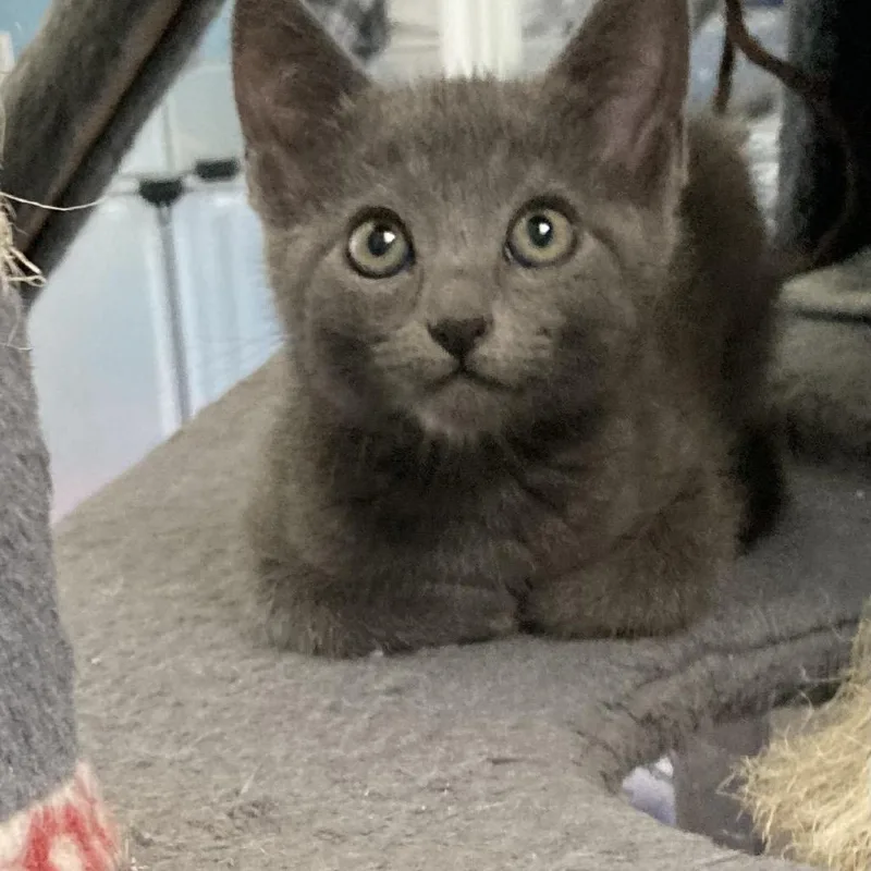 A baby small-sized male Gray / Blue / Silver Domestic Short Hair cat named Zucchini Bread for adoption in Riverside, CA