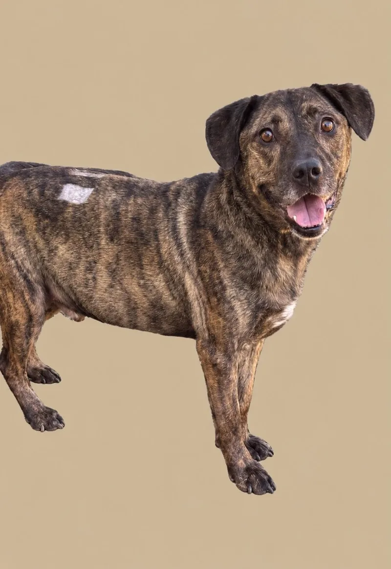 An adult large-sized male Mixed Breed dog named Zecke Aka Rascal for adoption in Fernandina Beach, FL