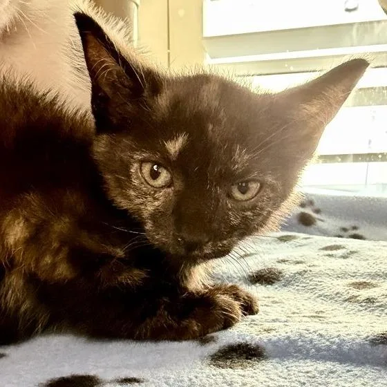 A baby small-sized female Domestic Short Hair cat named Dory for adoption in Los Angeles, CA