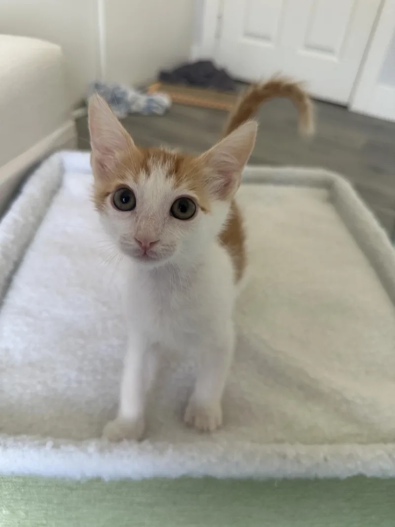 A baby small-sized male Domestic Short Hair cat named Gouda for adoption in Carlsbad, CA