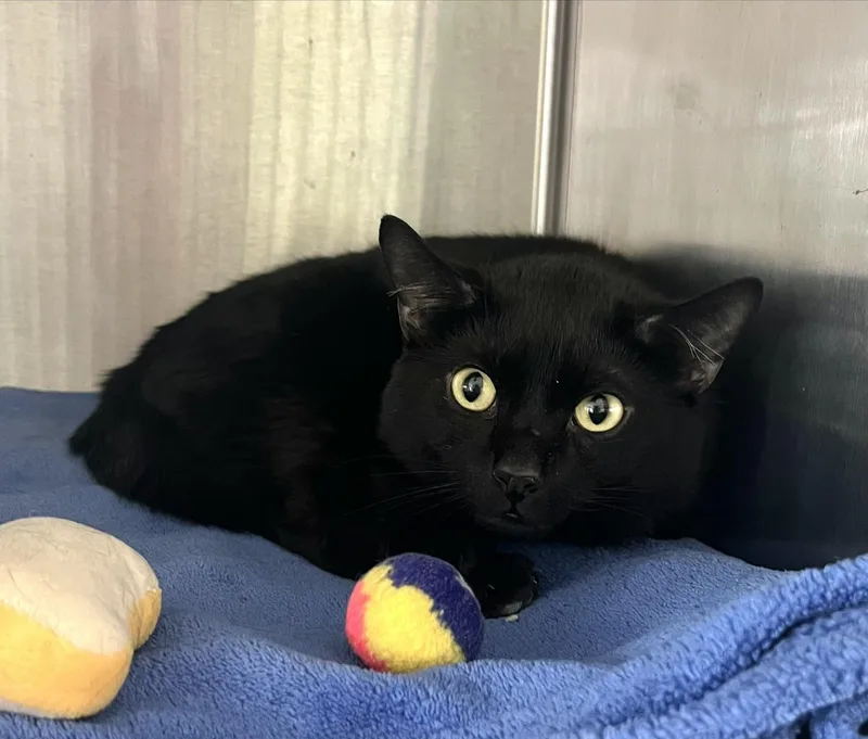 An adult medium-sized male Black Domestic Short Hair cat named Blue Jay for adoption in Seville, OH