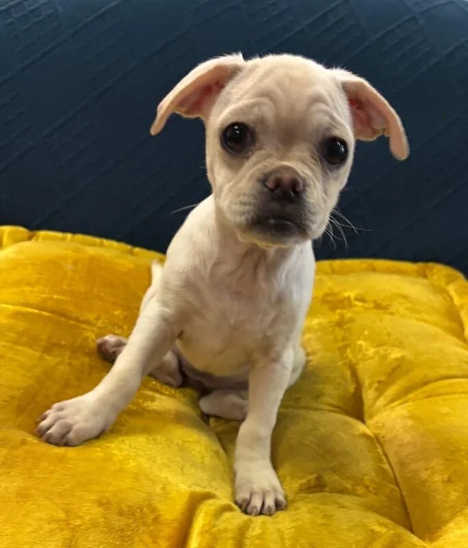 Snuggle the Puggle