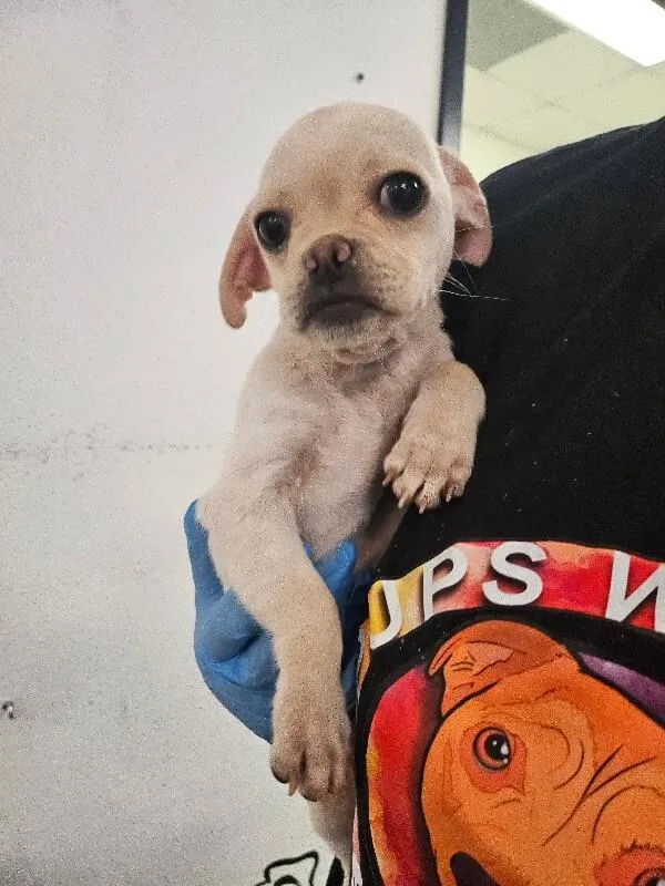 Snuggle the Puggle thumbnail 2